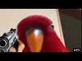 red bird - meme compilation