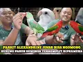 Download Lagu UPDATE HARGA BURUNG PARUH BENGKOK TERKOMPLIT DIPASAR BURUNG PRAMUKA TERBARU HARI INI
