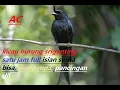 Suara burung Srigunting Satu Jam full Isian bisa buat Audio Pikat dan yang lain #Srigunting