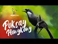 Download Lagu SUARA POKSAY HONGKONG GACOR - PANCINGAN BUNYI POKSAY HONGKONG