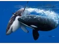 Download Killer Whale Attack ( Documentary ) mp4 3gp mp3 videos - waplic
