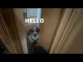 Everyday life of a Dachshund Beagle Mix