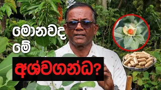 ඉහළ මිලකට විකිණෙන වටිනාම ඔසුව | Ashwagandha | Ceylon Agri | Episode 495