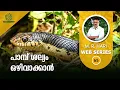 Download Lagu പാമ്പ്  ശല്യം ഒഴിവാക്കാൻ | SNAKE-PROOFING OUR HOUSES | Snakes in Miyawaki Forests | #65