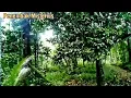 Download Lagu Suara asli hama tupai kelapa pemikat‼️The sound of squirrels