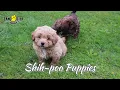 Shih-poo Puppies