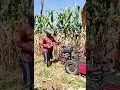 Download Lagu MESIN PANEN JAGUNG TIPE CHD2