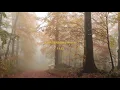 Download Lagu [lyric video] KODI GREEN , Wooln - 낙엽 ( FALL )