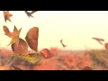 Chihei Hatakeyama - Sound of Air (visualiser)