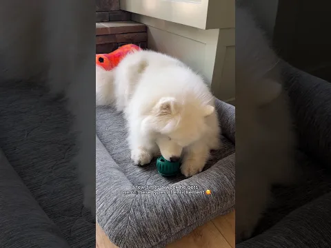 Boomer wishes this was his dinner every night 😉 #samoyed #whatieatinaday