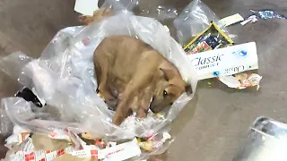 We found her in a pile of rubbish, alone with a broken jaw.