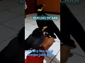 Lagu Burung beo vs burung jalak kebo bisa bicara assalamualaikum ,bapak dilatih sejak kecil oleh ahlinya