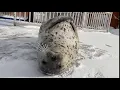 Hiyori seal slapping belly Cute