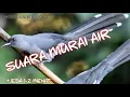 Download Lagu MASTERAN MURAI AIR SUARA JERNIH DENGAN JEDA 1-2 MENIT | MATERAN MURAI | KACER | CUCAK IJO | CENDET