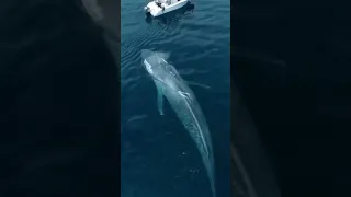 صوت الحوت الازرق داخل البحر سبحان الله 