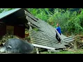 Download Lagu Making a place for pigs when the house collapsed, Harvesting pineapples to sell