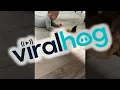 Download Lagu Nervous Dog Gives New Baby a Kiss || ViralHog