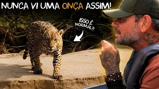 ONÇA-PINTADA: FICAMOS CARA A CARA COM A RAINHA DO PANTANAL! 🐆👑