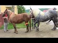 horse breeding