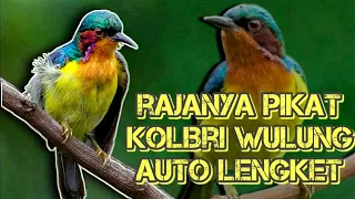 suara pikat kolibri wulung ribut terbukti ampuh 