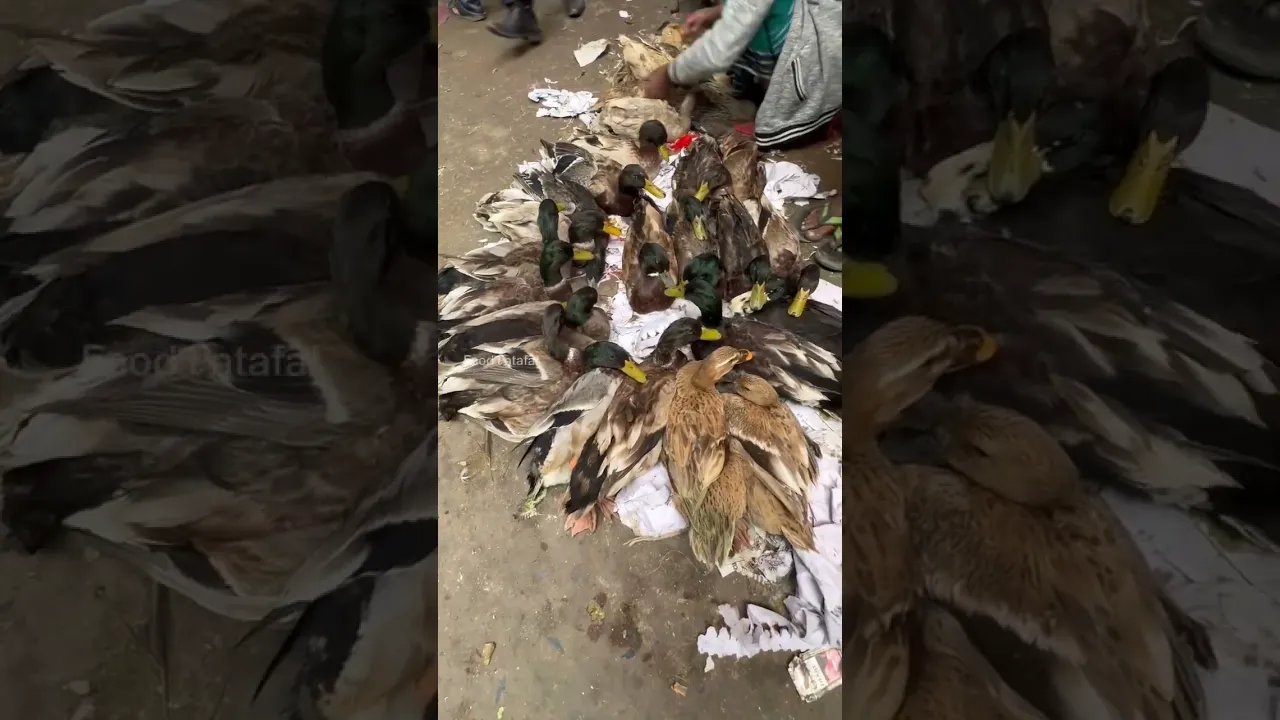 Duck Market Dhaka #shorts #shortsvideo