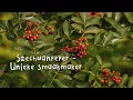 Download Lagu Szechuanpeper oogsten – kruidige peperbes vol smaak 🌿