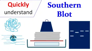 Southern Blot