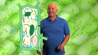 Fotosíntesis