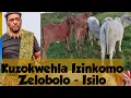 Download Lagu Nansi iNkulumo yeSilo Sivalelisa Izintombi ZoMhlanga.   #eMashobeniRoyalPalace