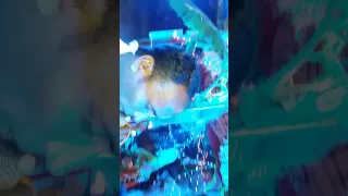 nama sankirtan 2015 gandagara bhadrak