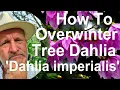 Download Lagu Tropical Gardens UK: How to Overwinter Tree Dahlias - Dahlia imperialis