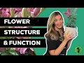 Parts of a Flower Flower Dissection Lab Pollination