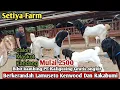 Download Lagu 2500...!!JANTAN BERKERANDAH  DAN BETINA GRATIS ONGKIR SE JAWA KAMBING PE KALIGESING 