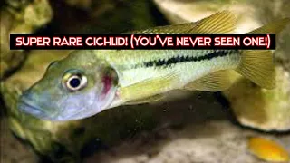 Download Stomatepia Mariae; The cichlid you've never seen MP3