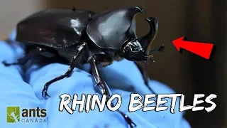 Download I Raised Massive Rhino Beetles MP3