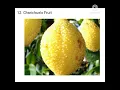 Fruits That Start With C Letter