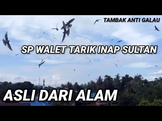 Download MP3 Sp Tarik Inap Sultan. ASLI DARI ALAM. banyak dicari petani walet saat ini
