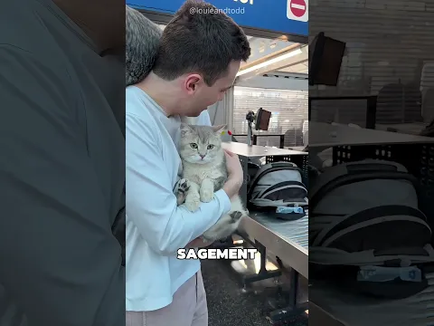 Cet homme a emmené ses chats en avion 😯❤️