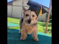 Master Dog training program Boise Idaho