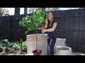 Planting Tips for Big Pots