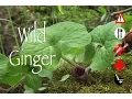 Wild Ginger Edible Medicinal Cautions Other Uses