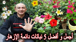 أجمل 5 نباتات زينة مزهرة طول السنة 