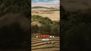 Bir Tawil A No Man S Land Between Egypt And Sudan Ytshorts Explore Shorts Travel 