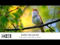 Download Lagu Enchanting Melodies of Forest Birds - Bird Sounds for Sleep, Study \u0026 Relaxation | Real Singing