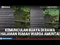 Lagu Viral Buaya Muncul di Rawa Halaman Rumah Warga Amuntai, Ukurannya Bikin Merinding