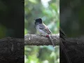 Download Lagu Red-vented Bulbul Calling #shorts