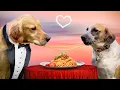 Download Lagu Golden Retriever Meets the Love of His Life