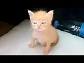 cats malfunctioning hard