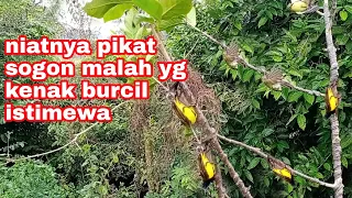 Download pikat  semua jenis burung sogon burcil MP3