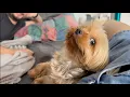 This Yorkie Is Obsessed With Kisses TOO CUTE